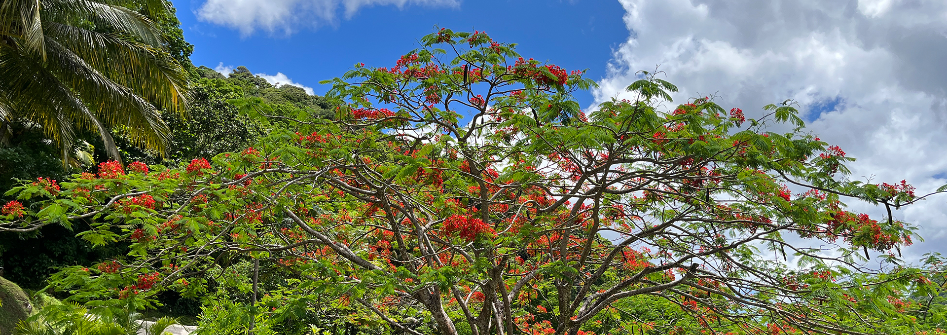 guadeloupe tree